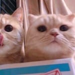Camila Reyes avatar